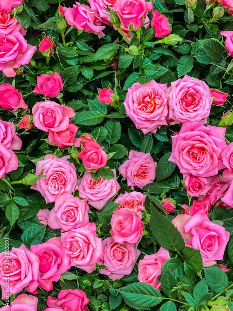Obraz premium Flower shop on the street of the Swiss city . Background bouquet of beautiful pink roses on a green leaf background. The location of the city of Basel, Europe. World of beauty