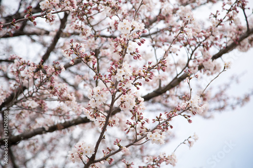 Fototapeta Naklejka Na Ścianę i Meble -  Cherry blossoms in Tokyo_02