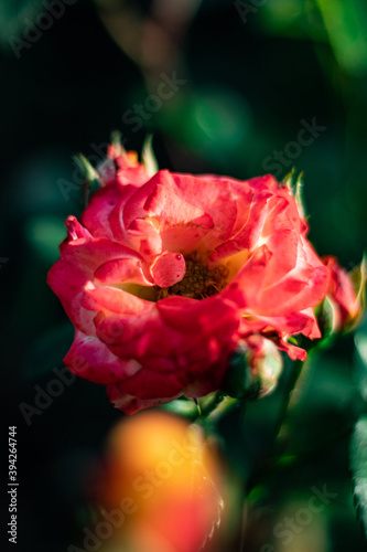 pink rose with drops