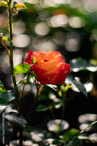 orange rose in garden