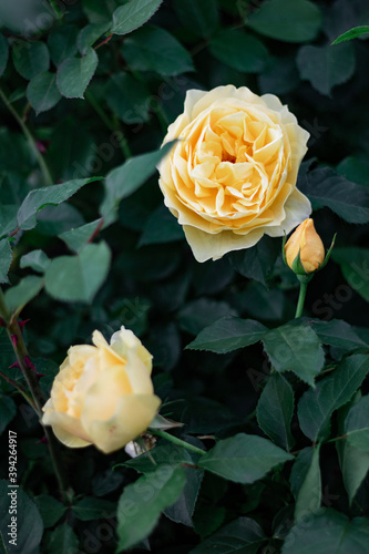 yellow rose on a black background