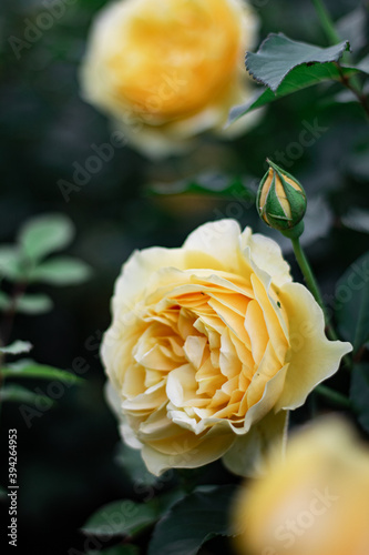 yellow rose in the garden
