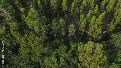 Amanecer sobre frondoso bosque de coníferas y eucaliptos con vista de drone cenital