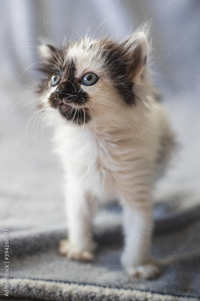 Small cute black and white kitty Small cute black and white kitty