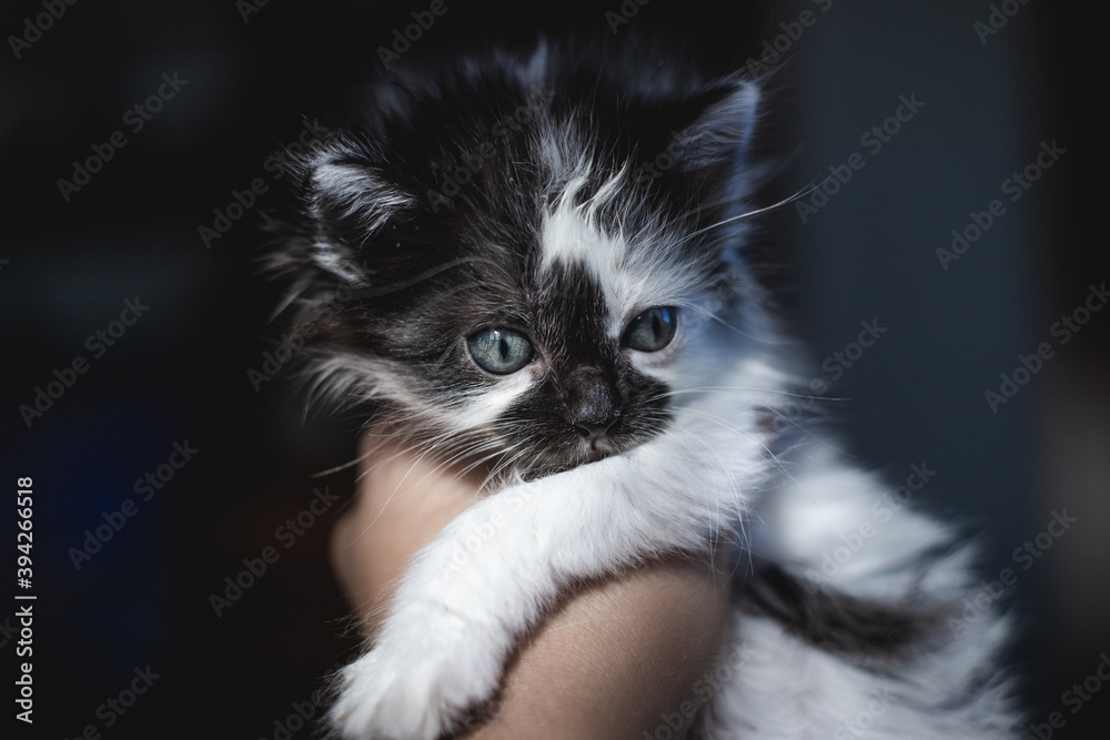 Close shot of a hand holding a cute kitty Close shot of a hand holding a cute kitty