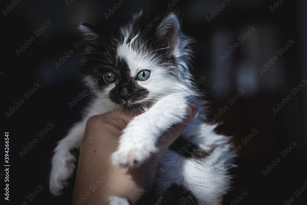 Cute kitty on his owner's hands