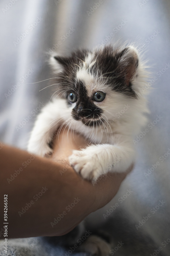 Hand holding a cute black and white kitty