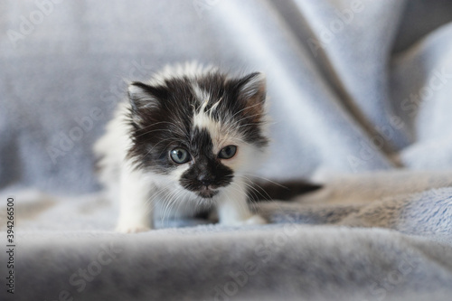 Cute black and white kitty playing on a blue blanket