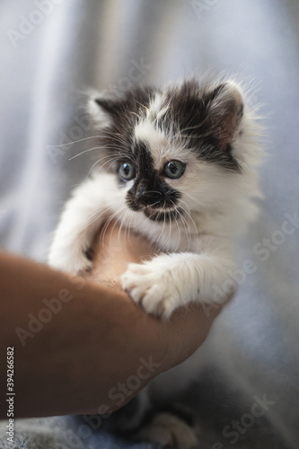 Hand holding a cute black and white kitty © Manuel Rodríguez