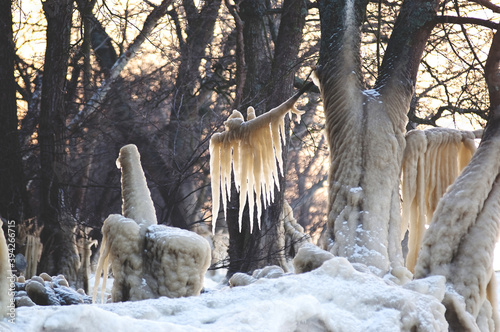 Zimowa sceneria skuty lodem pień drzewa kojarzący się z symbolem płodności photo