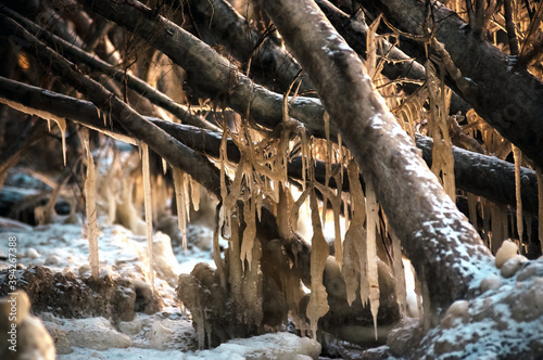 Krajobraz zimowa sceneria skute lodem gałęzie i drzewa w lesie 