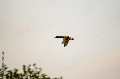 Ujęcie z dołu lecącej kaczki z rozpostartymi skrzydłami w pięknym oświetleniu na tle błękitnego nieba