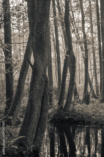 Fototapeta Naklejka Na Ścianę i Meble -  drzewa w lesie