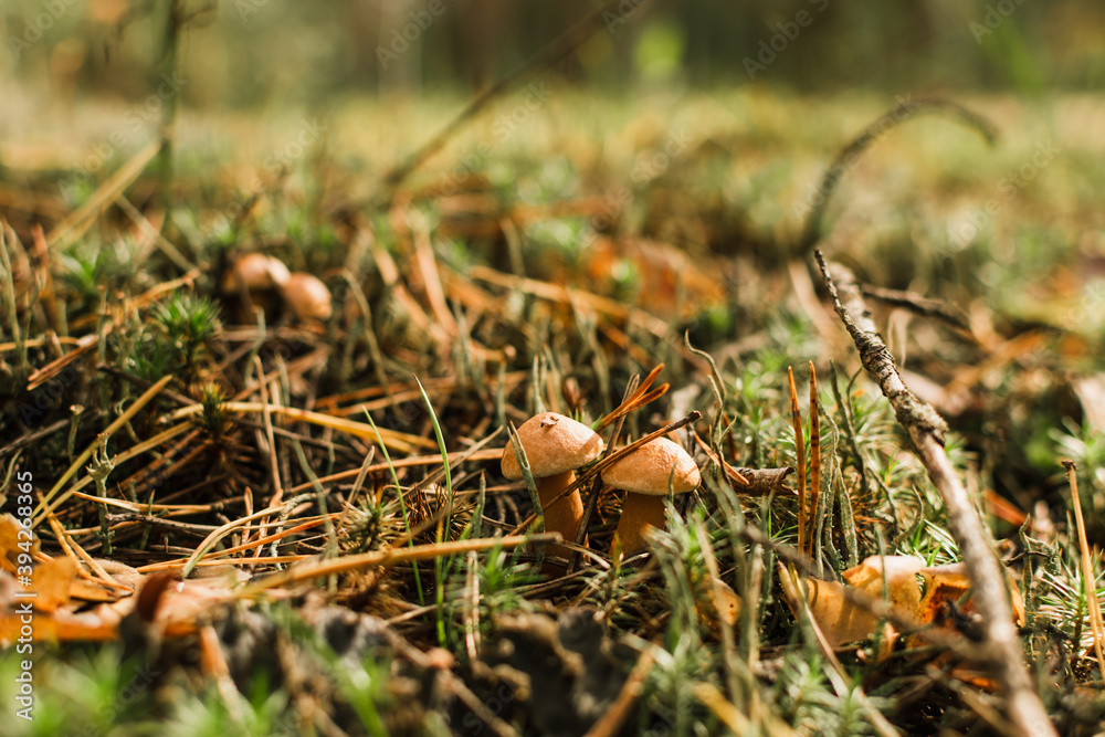 Mushrooms grew in a clearing in a beautiful forest. Mushrooms grew in a clearing in a beautiful forest.