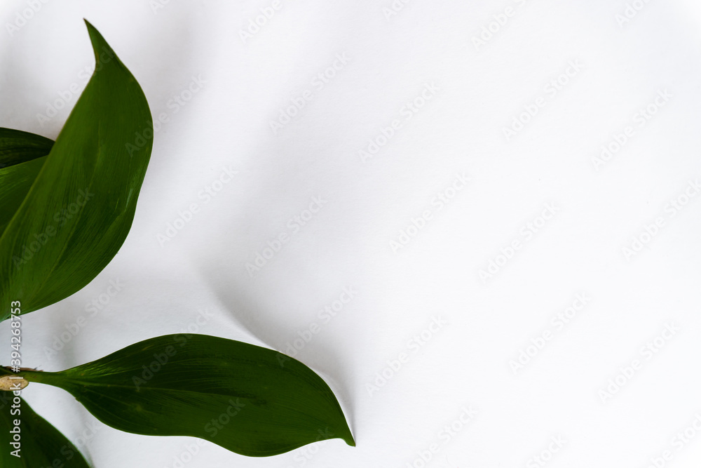 Fototapeta premium Tropical green leaf isolated on white with clipping path