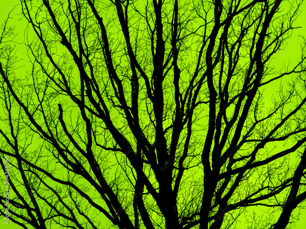Dark Tree Branch 113 Dark Tree Branch 113