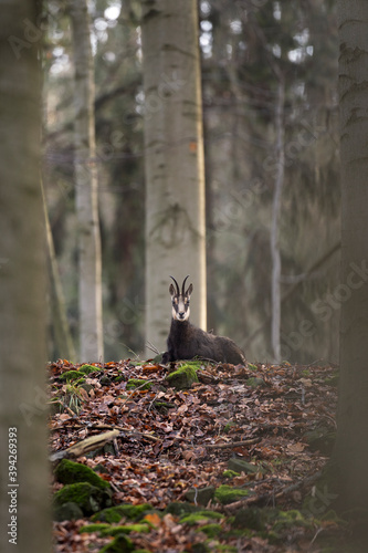 Chamois in the wild nature. Pair of chamois stays in the forest. European wildlife nature. 