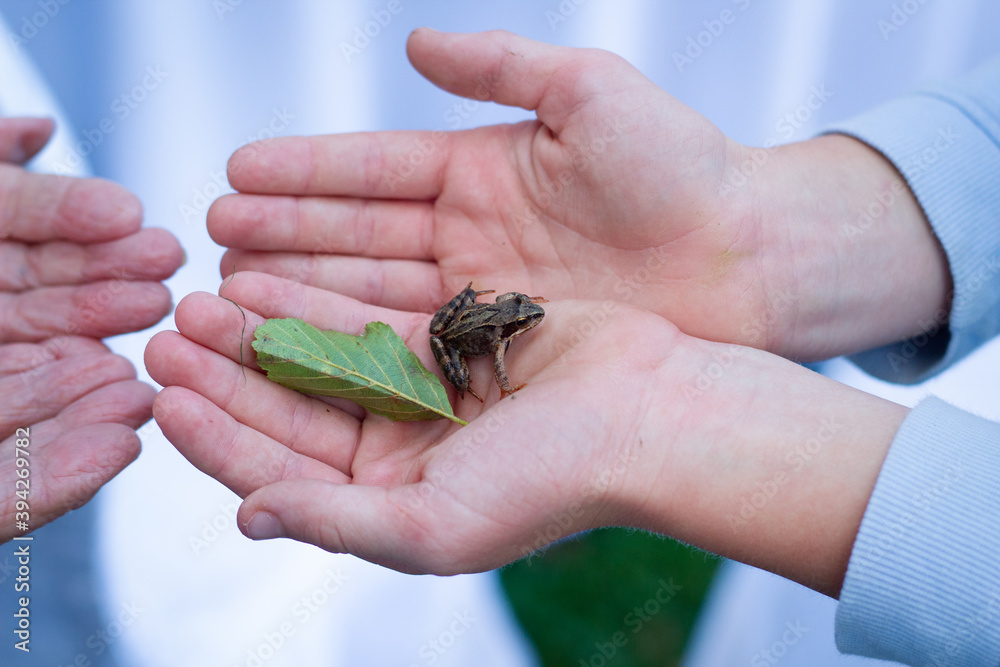 Frog sitting on child's hands. Young boy holding a small ugly frog on his hands.