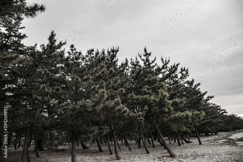 A lot of scenic pine trees that grow on the coast of Kagawa_09
