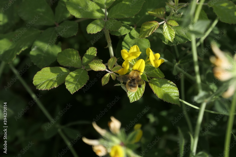 yellow flower in the garden yellow flower in the garden