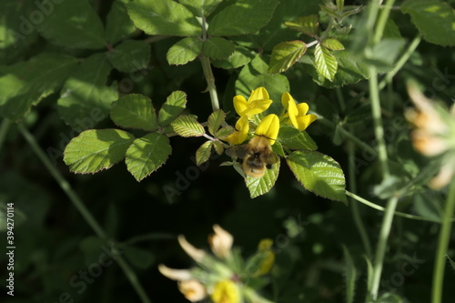 yellow flower in the garden