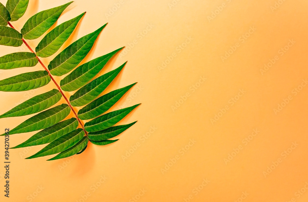 Light orange or peach colour background with a green twig with leaves from the edge. Copy space