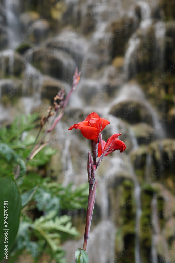 tolantongo, mexico, waterfall, incredible place, flower
