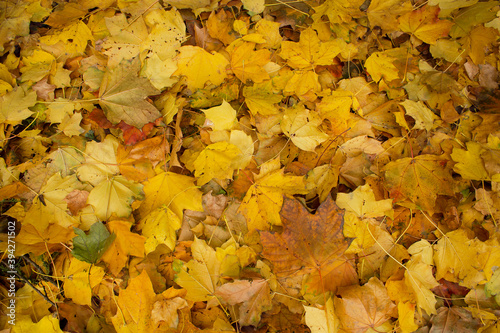 Golden autumn maple leaves carpet under feet into city park autumnal november nature background  