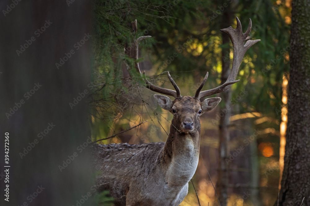 Fallow deer in the wild nature. Fallow deer during rutting time. European wildlife nature. Fallow deer in the wild nature. Fallow deer during rutting time. European wildlife nature.