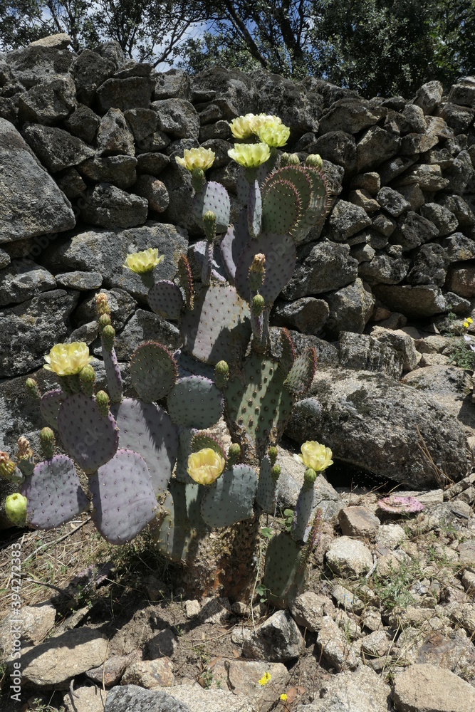 Obraz premium cactus in the desert