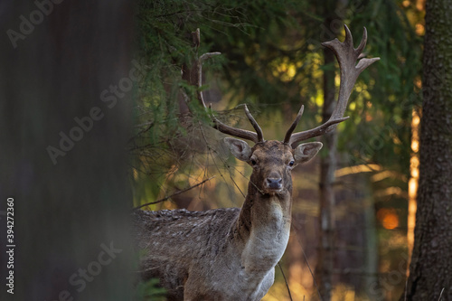 Fallow deer in the wild nature. Fallow deer during rutting time. European wildlife nature. 