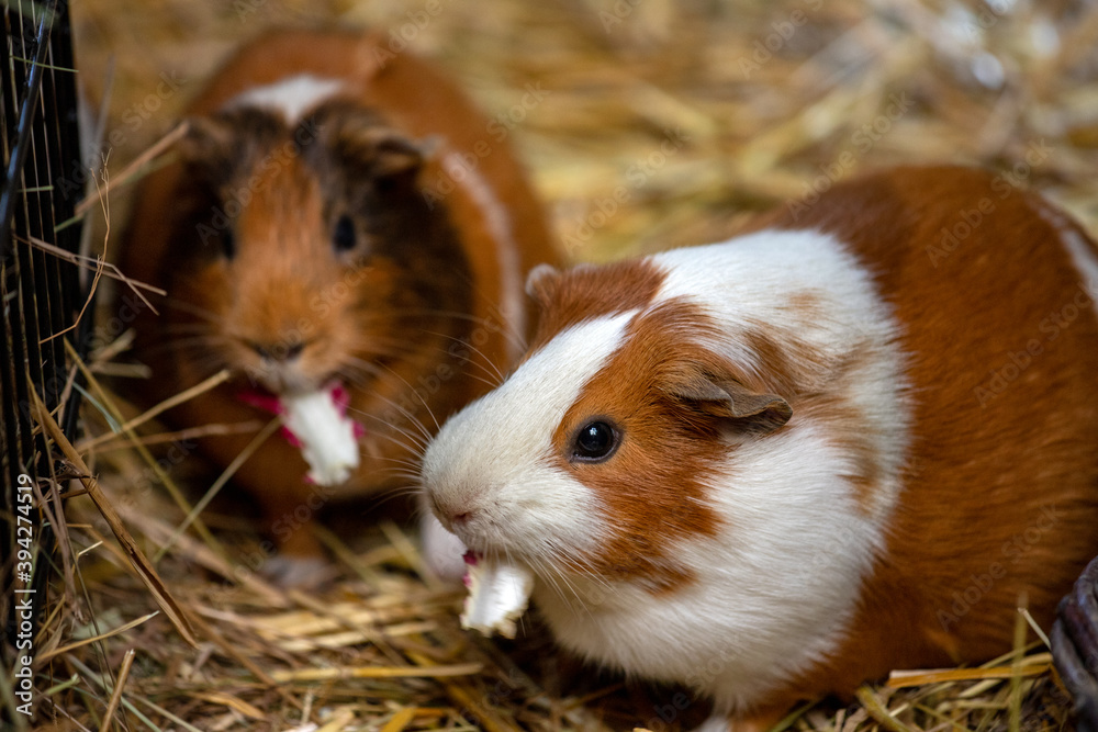 Portrait of pair domestic guinea pigs (Cavia porcellus) cavies on the straw Portrait of pair domestic guinea pigs (Cavia porcellus) cavies on the straw
