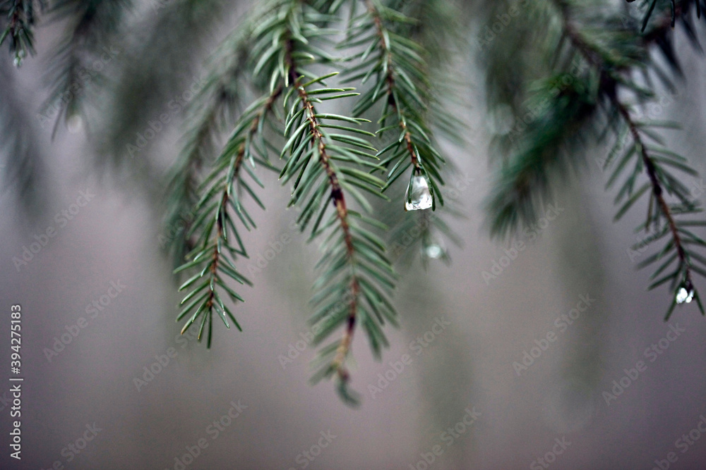 Obraz premium Une goutte d'une sur les aiguilles d'une branche de conifère