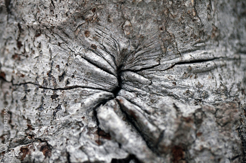 Détail de l'écorce d'un arbre photo