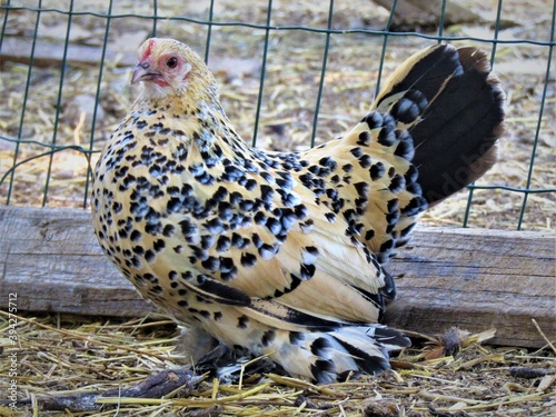 Poule sabelpoot porcelaine citronné mille fleur  photo