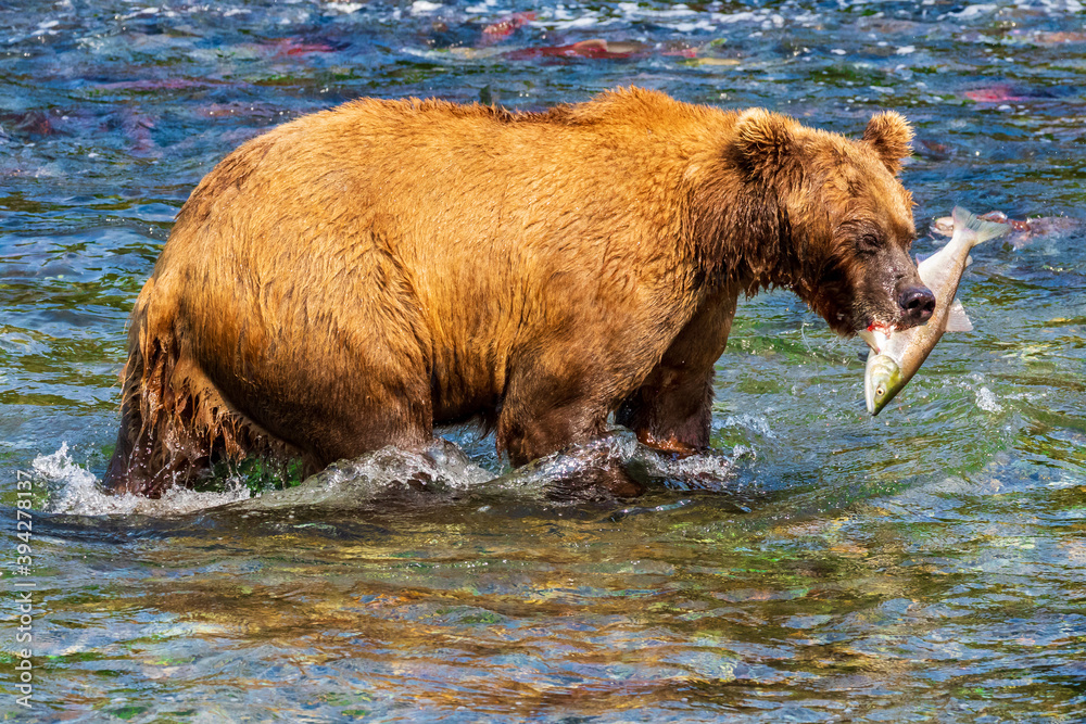Brown bear proudly walking with sockeye salmon in his mouth after success fishing in Brooks river, Katmai National Park, Alaska. The grizzly bear is fishing just below Brooks falls. Brown bear proudly walking with sockeye salmon in his mouth after success fishing in Brooks river, Katmai National Park, Alaska. The grizzly bear is fishing just below Brooks falls.
