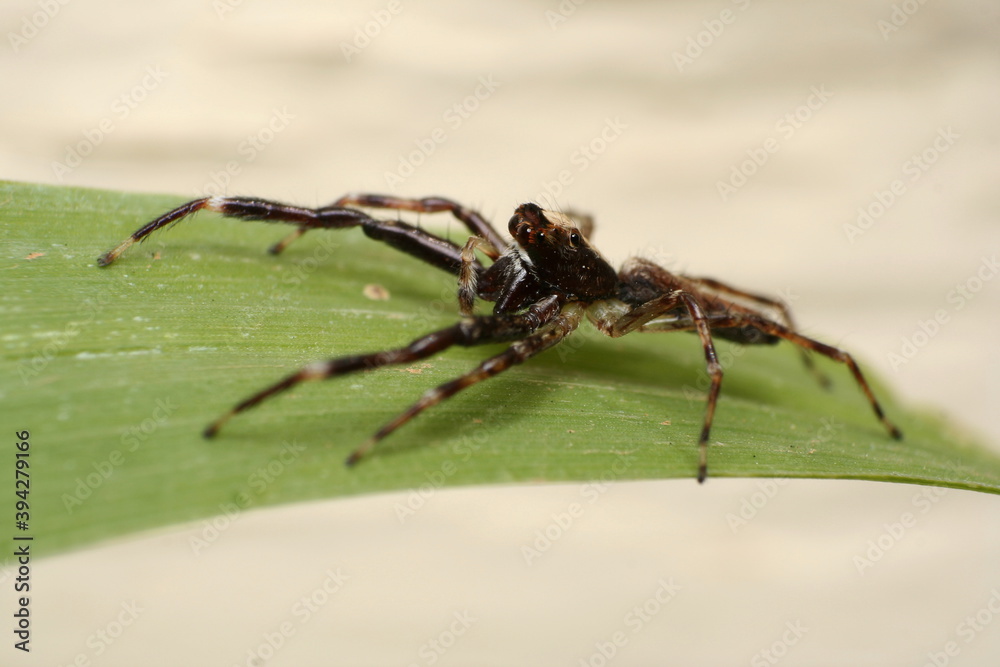 Bronze Jumping Spider (Helpis minitabunda) Bronze Jumping Spider (Helpis minitabunda)