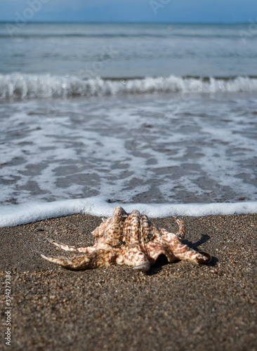 Sekotong, Lombok, West Nusa Tenggara, Indonesia: Image of a beautiful seashell lying on a clean dark beach during sunset with blue sky and small ocean waves in the backgound. photo