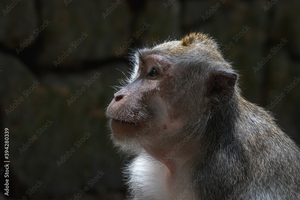 Beautiful close up portrait of a balinese long-tailed monkey at the Sacred Monkey Forest Sanctuary (Monkey Forest Ubud), Bali, Indonesia. Beautiful close up portrait of a balinese long-tailed monkey at the Sacred Monkey Forest Sanctuary (Monkey Forest Ubud), Bali, Indonesia.