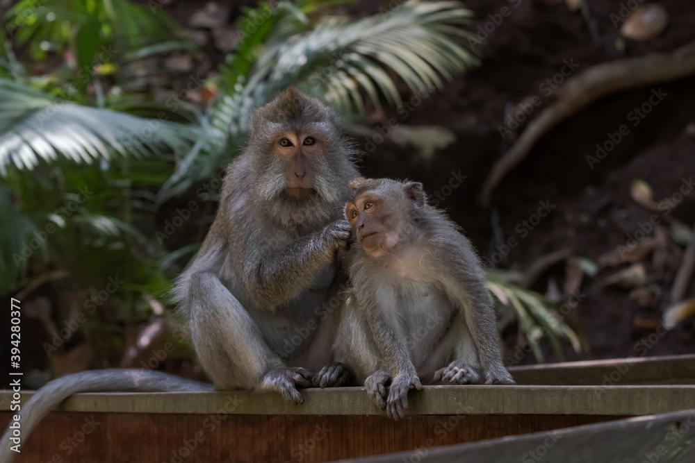 Φωτογραφία Beautiful image of two balinese long-tailed monkeys delousing each other  at the Sacred Monkey Forest Sanctuary (Monkey Forest Ubud), Bali, Indonesia