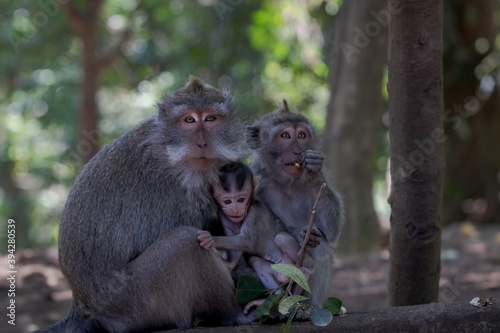 Beautiful image of a family of balinese long-tailed monkeys at the Sacred Monkey Forest Sanctuary  Monkey Forest Ubud   Bali  Indonesia.