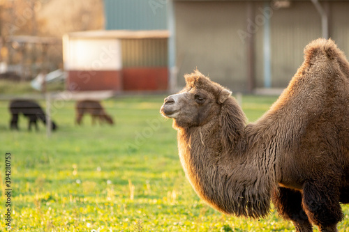 фотографія Single Bactrian camel in a green meadow field in The Netherlands with golden aut