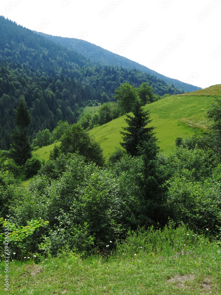 Grassy green mountain slope and forest on the background of a mountain range