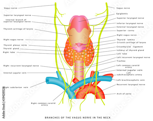 Vagus nerve. Branches of the vagus nerve in the neck. Anatomical relationships between superior thyroid artery and external branch of superior laryngeal nerve photo