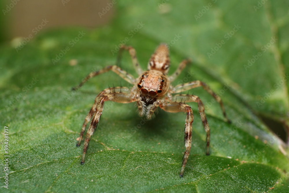 Jumping Spider (Helpis minitabunda) face view Jumping Spider (Helpis minitabunda) face view