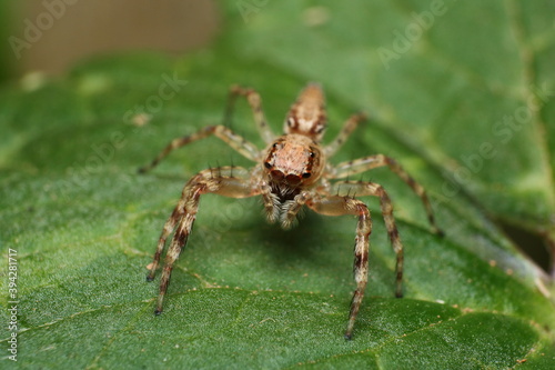 Jumping Spider (Helpis minitabunda) face view