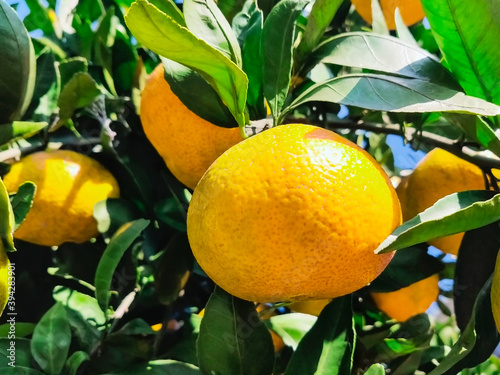 Wallpaper Mural ミカンの木 Torontodigital.ca