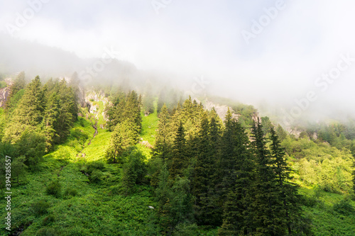 Clouds and fog over pine tree forest painted style  alps austria europe