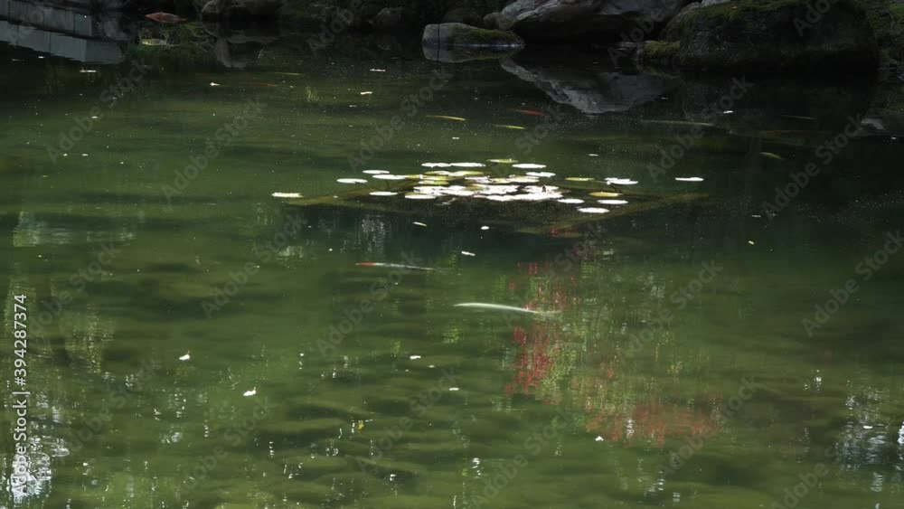Tranquil pond with koi carp fish swimming peacefully in Korean garden Tranquil pond with koi carp fish swimming peacefully in Korean garden