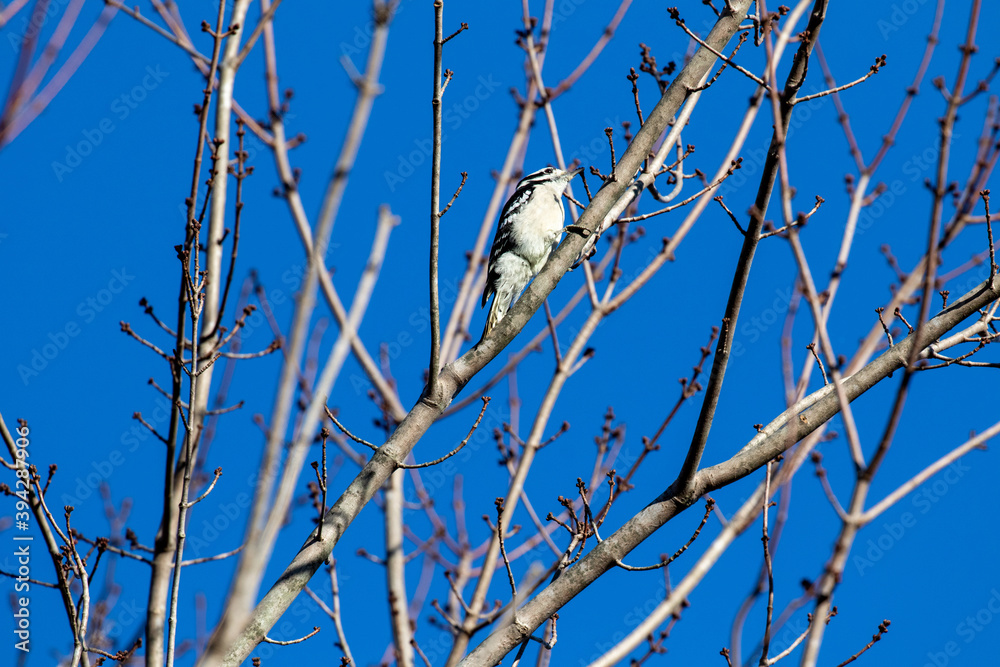 Fototapeta premium bird on a branch